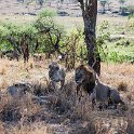 TZA MAR SerengetiNP 2016DEC24 LemalaEwanjan 017 : 2016, 2016 - African Adventures, Africa, Date, December, Eastern, Lemala Ewanjan Camp, Mara, Month, Places, Serengeti National Park, Tanzania, Trips, Year